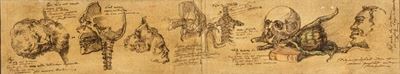 Studi Anatomici