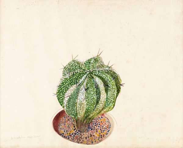 Edolo Masci - Astrophytum Capricorne