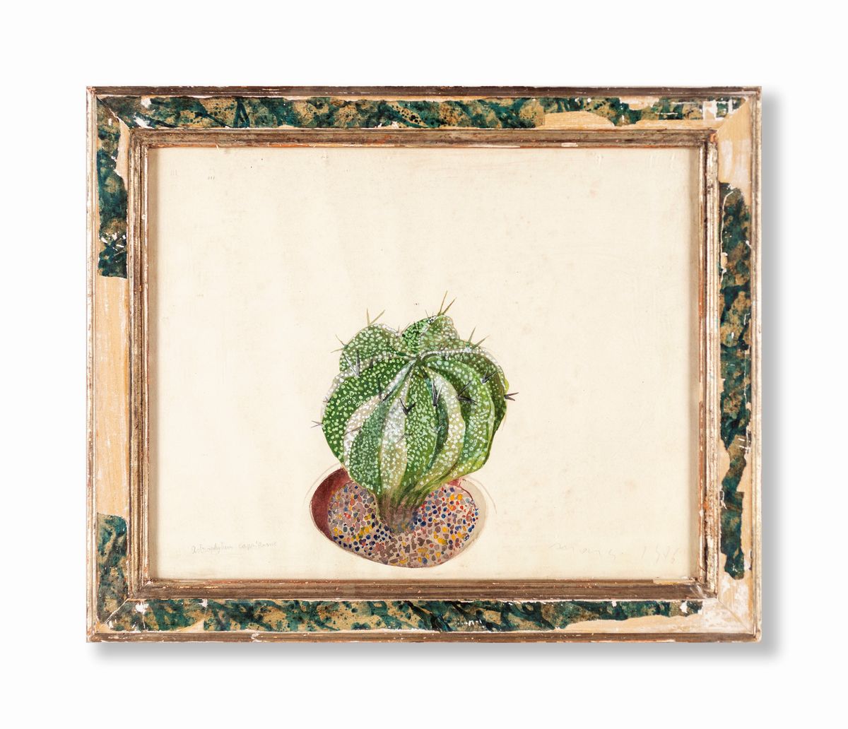 Edolo Masci - Astrophytum Capricorne