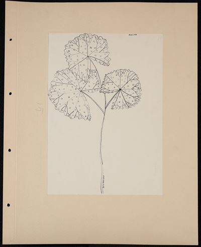 Malva