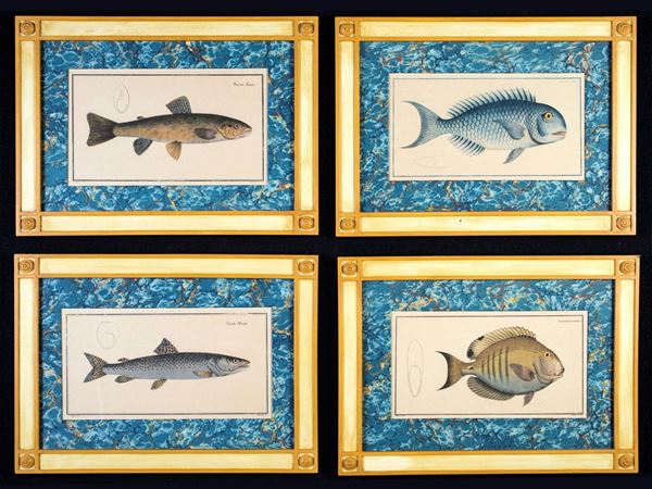 Quattro stampe colorate raffiguranti pesci