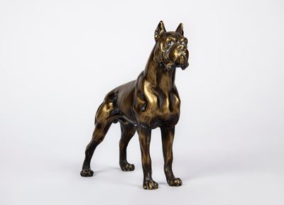 Cane Boxer in Ottone
