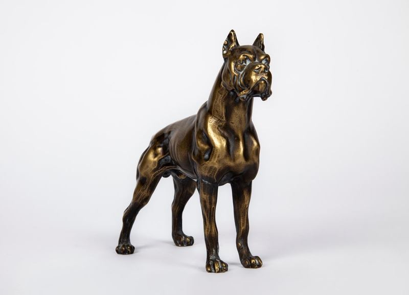 Cane Boxer in Ottone