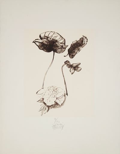 Viole