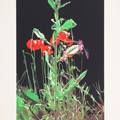 Paesaggio