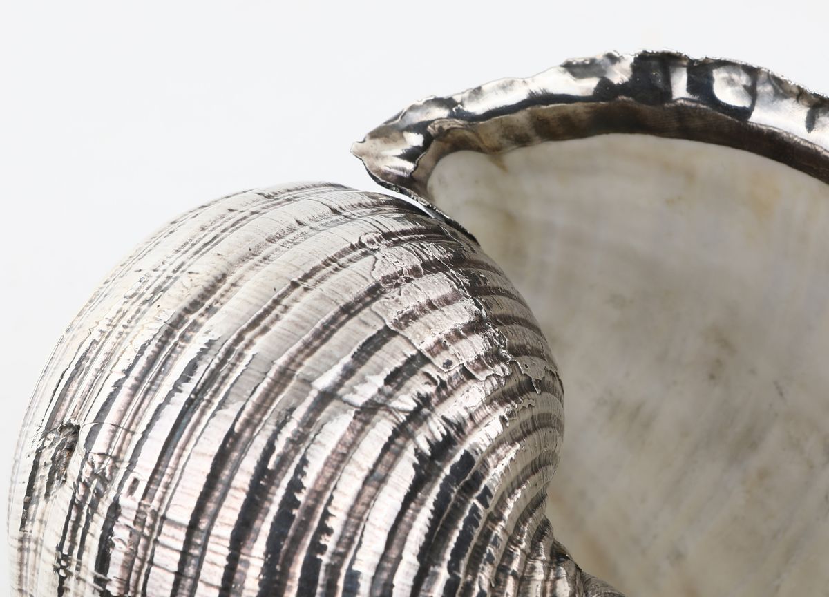Conchiglia Rivestita in Lamina D'argento