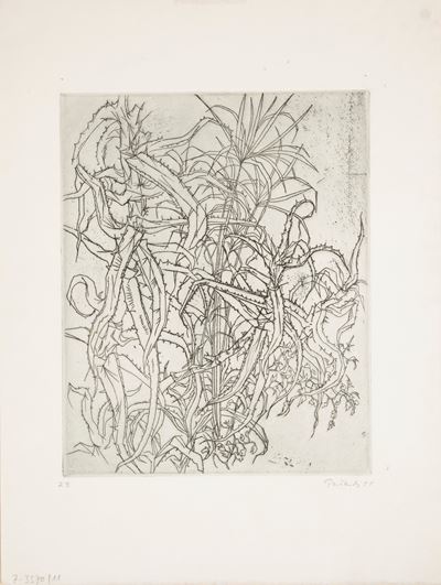 Vegetazione