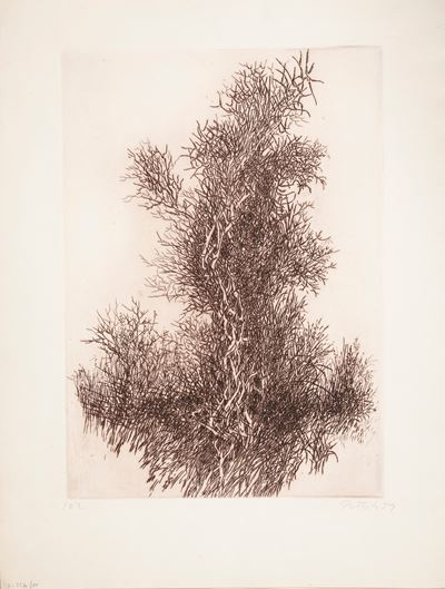 Cespuglio