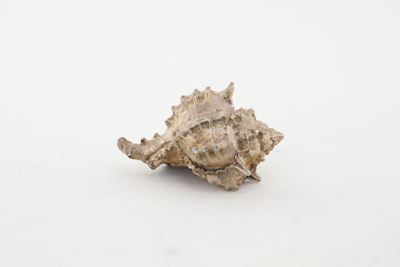 Federico Buccellati - Conchiglia Rivestita in Argento
