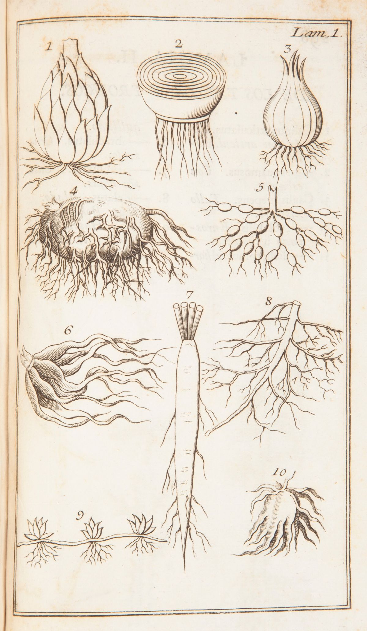 Antonio Palau Y Verdera - Explicacion De la Filosofia Y Fundamentos Botanicos De Linneo con la Qu...