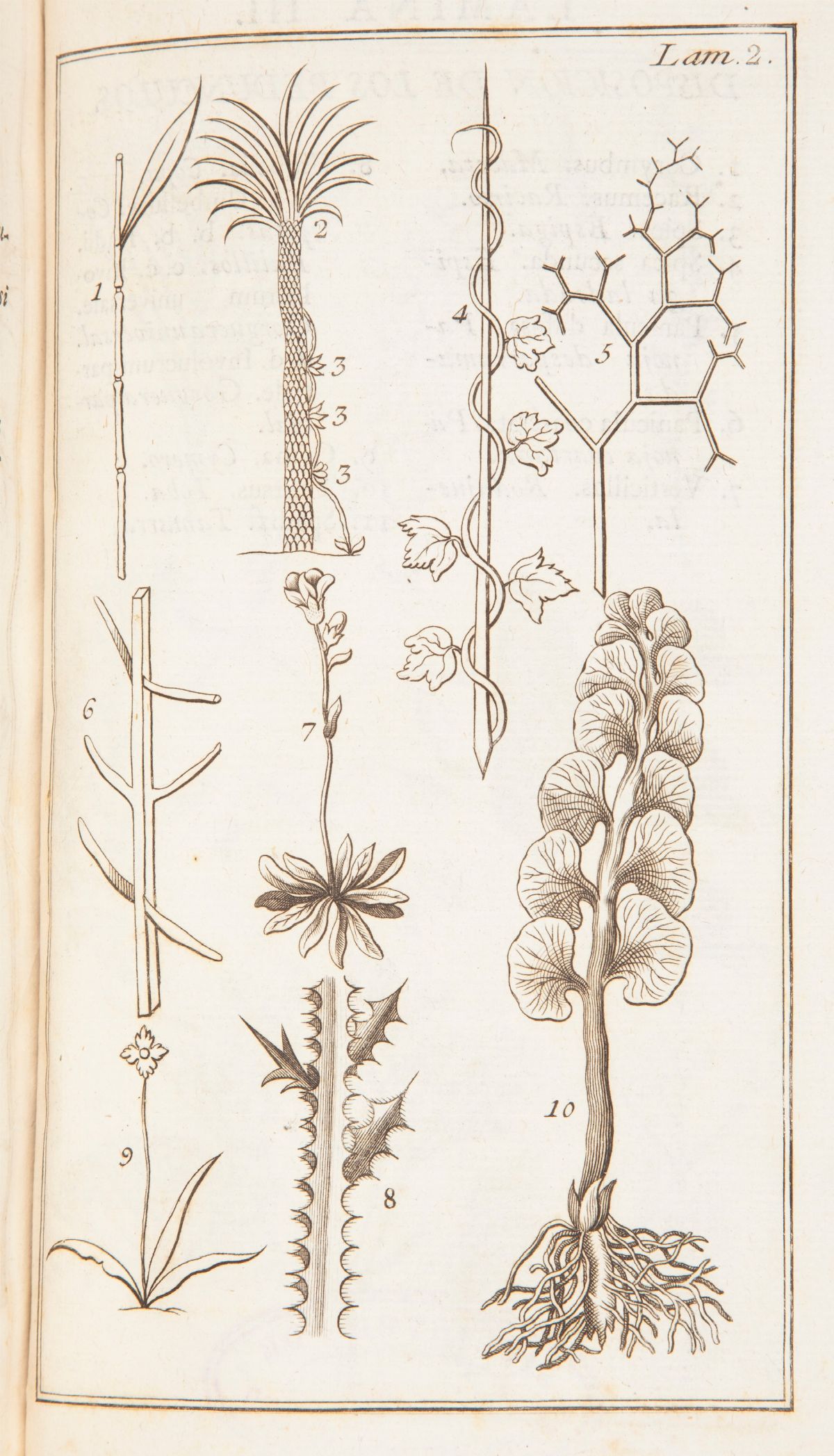 Antonio Palau Y Verdera - Explicacion De la Filosofia Y Fundamentos Botanicos De Linneo con la Qu...