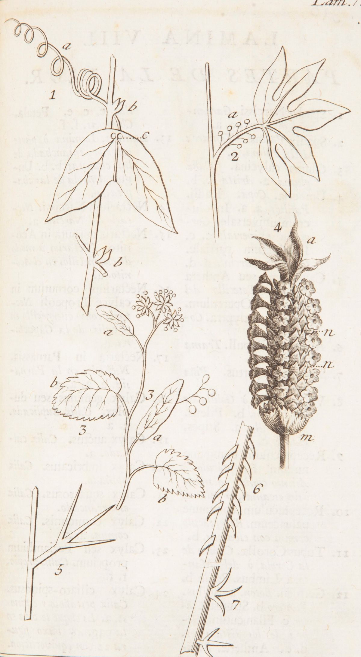 Antonio Palau Y Verdera - Explicacion De la Filosofia Y Fundamentos Botanicos De Linneo con la Qu...