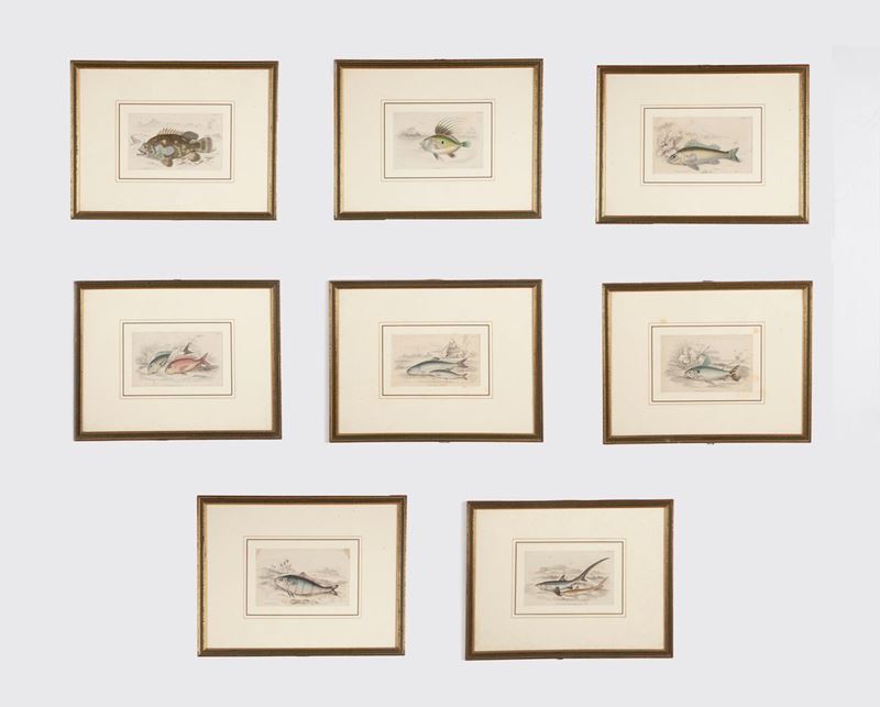 Otto Litografie Colorate Raffiguranti Pesci