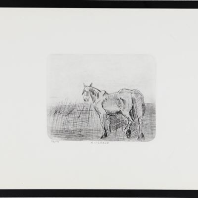 Cavallo