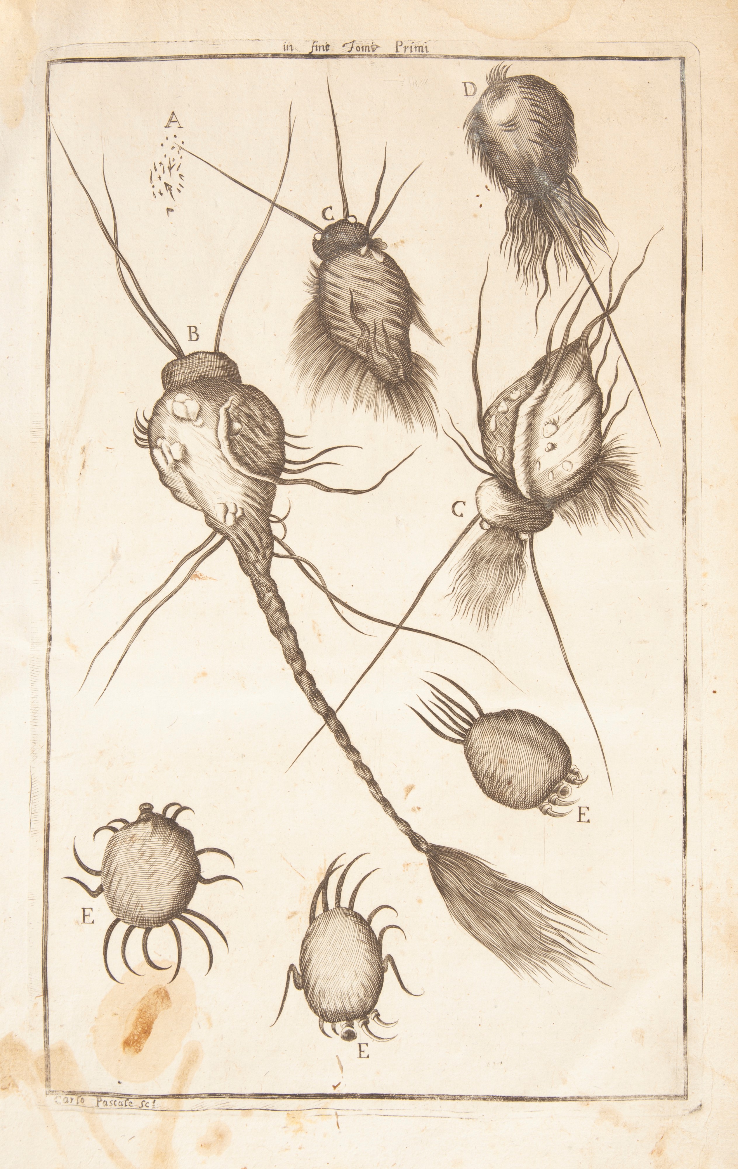 Michaelis Ettmulleri - Opera Omnia in quinque tomos distributa Editio novissima.