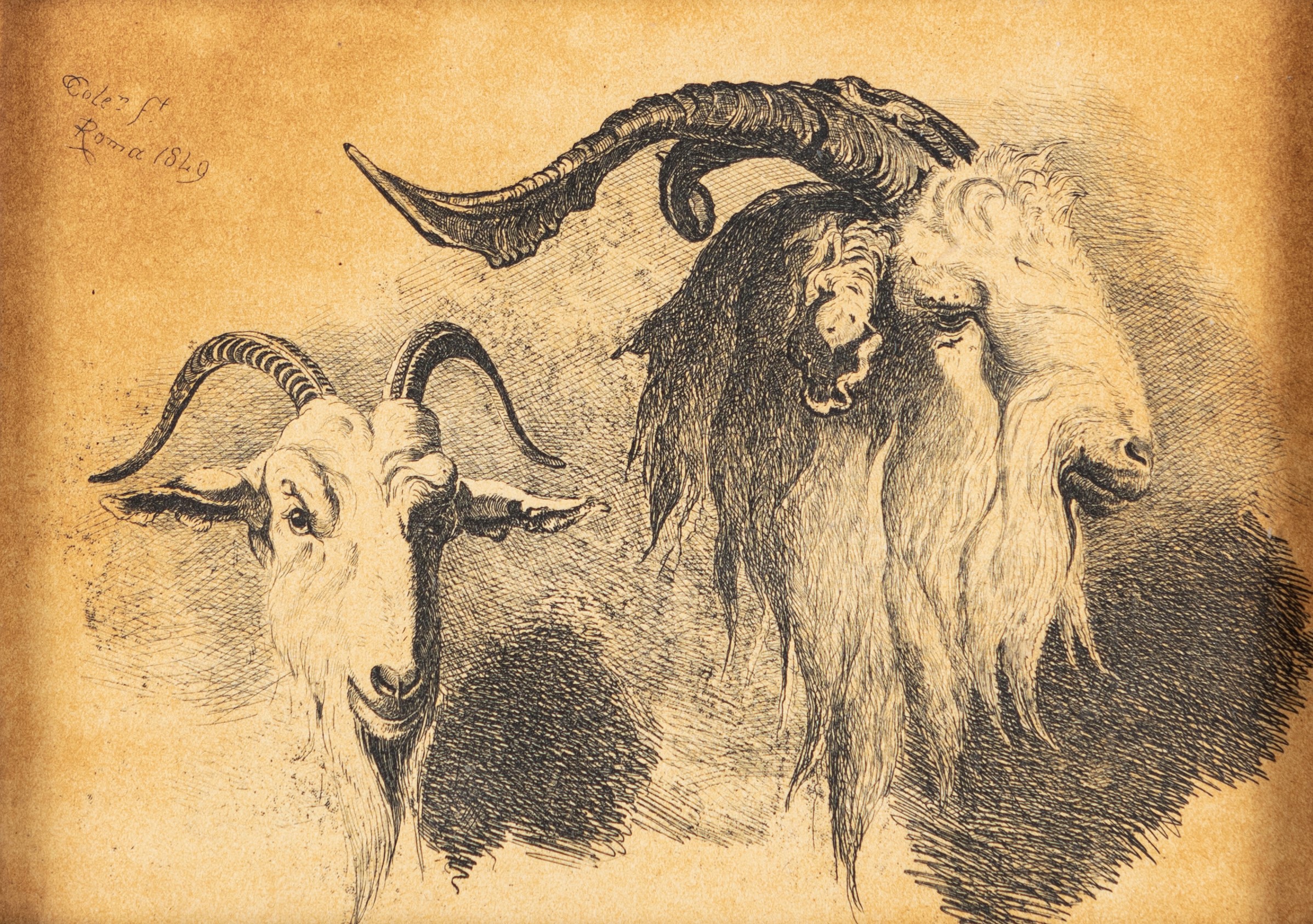 Carlo Coleman - Capre e Caproni