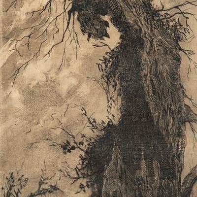 Vecchio Albero