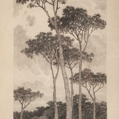 Pineta
