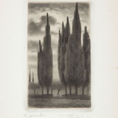 Cipressi