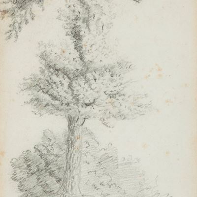 Albero