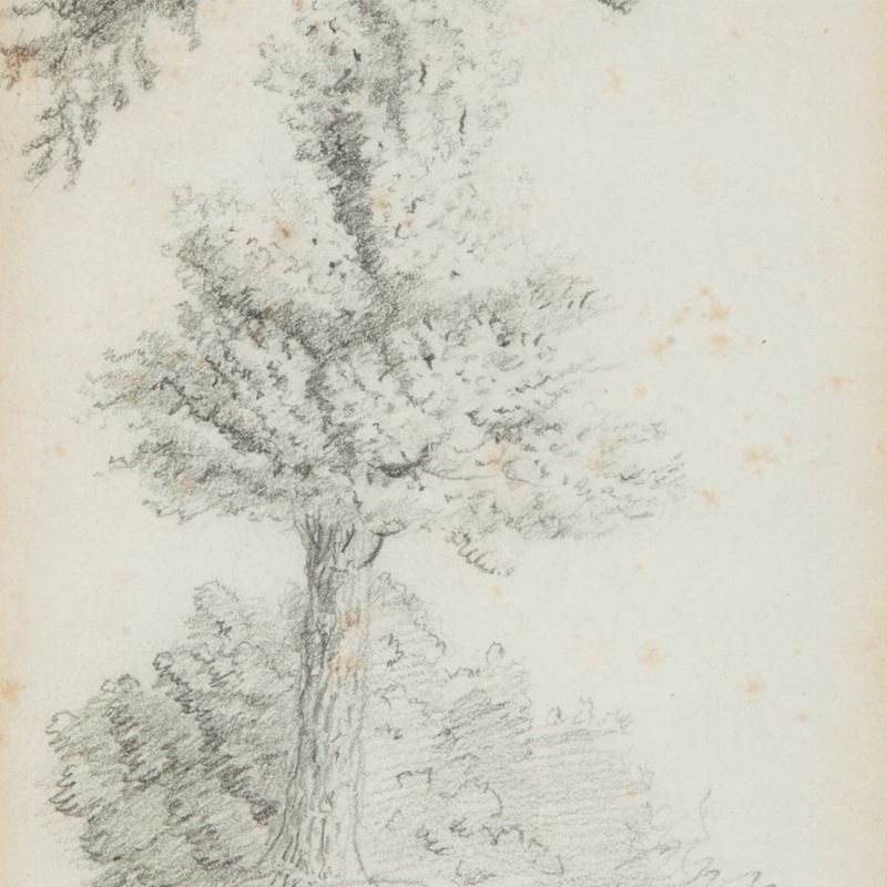Emmanuel Pontremoli - Albero