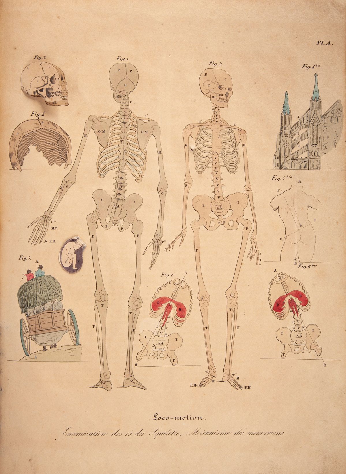 2 Libri Illustrati del XIX Secolo: Joseph Nicolas Masse - Atlante di Anotomia Descrittiva del Cor...