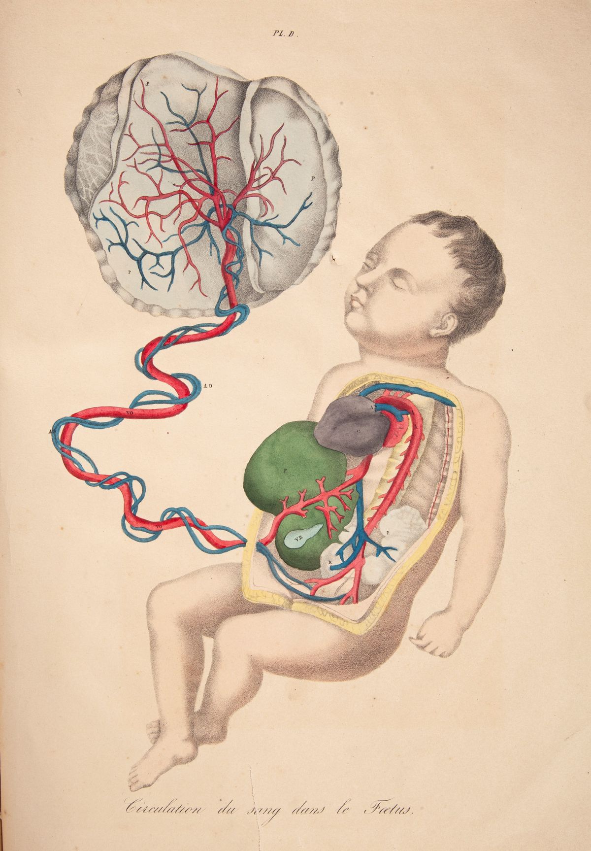 2 Libri Illustrati del XIX Secolo: Joseph Nicolas Masse - Atlante di Anotomia Descrittiva del Cor...