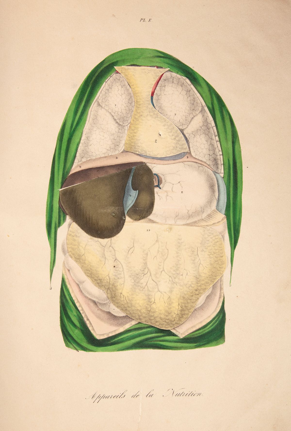 2 Libri Illustrati del XIX Secolo: Joseph Nicolas Masse - Atlante di Anotomia Descrittiva del Cor...