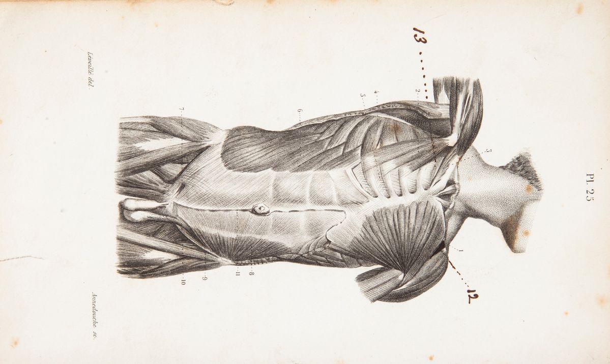 2 Libri Illustrati del XIX Secolo: Joseph Nicolas Masse - Atlante di Anotomia Descrittiva del Cor...