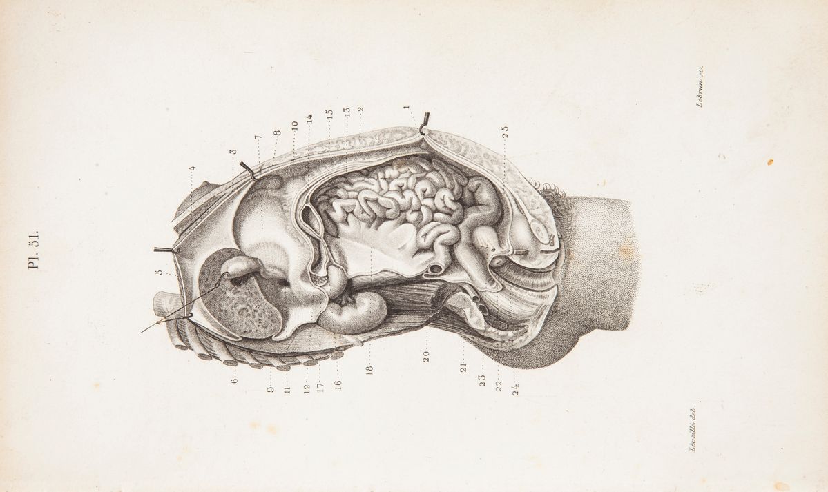 2 Libri Illustrati del XIX Secolo: Joseph Nicolas Masse - Atlante di Anotomia Descrittiva del Cor...