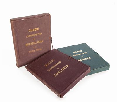 3 Libri Illustrati con Tavole del XIX Secolo: Luigi Bellardi - Quadri Iconografici di Zoologia, P...