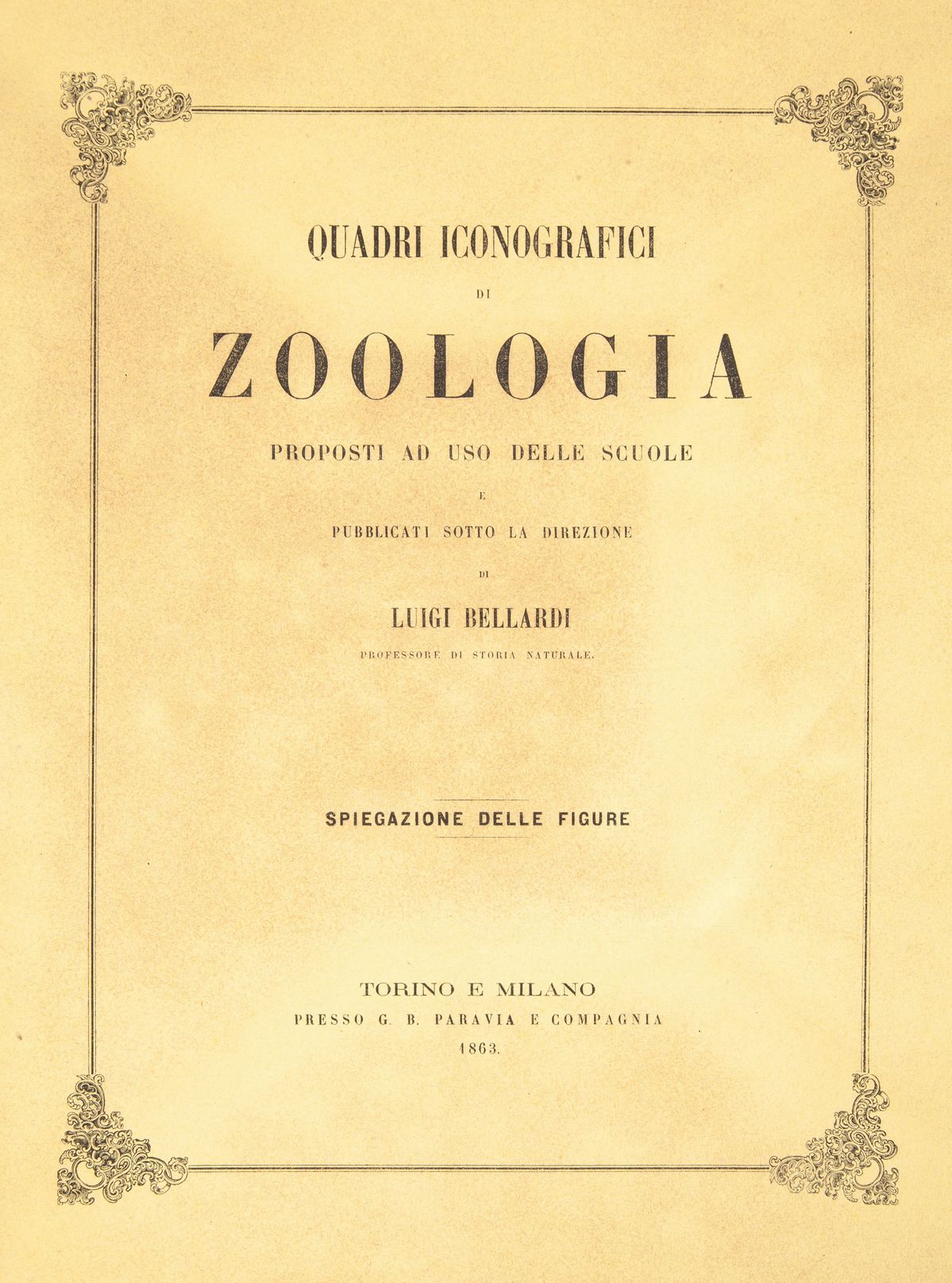 3 Libri Illustrati con Tavole del XIX Secolo: Luigi Bellardi - Quadri Iconografici di Zoologia, P...