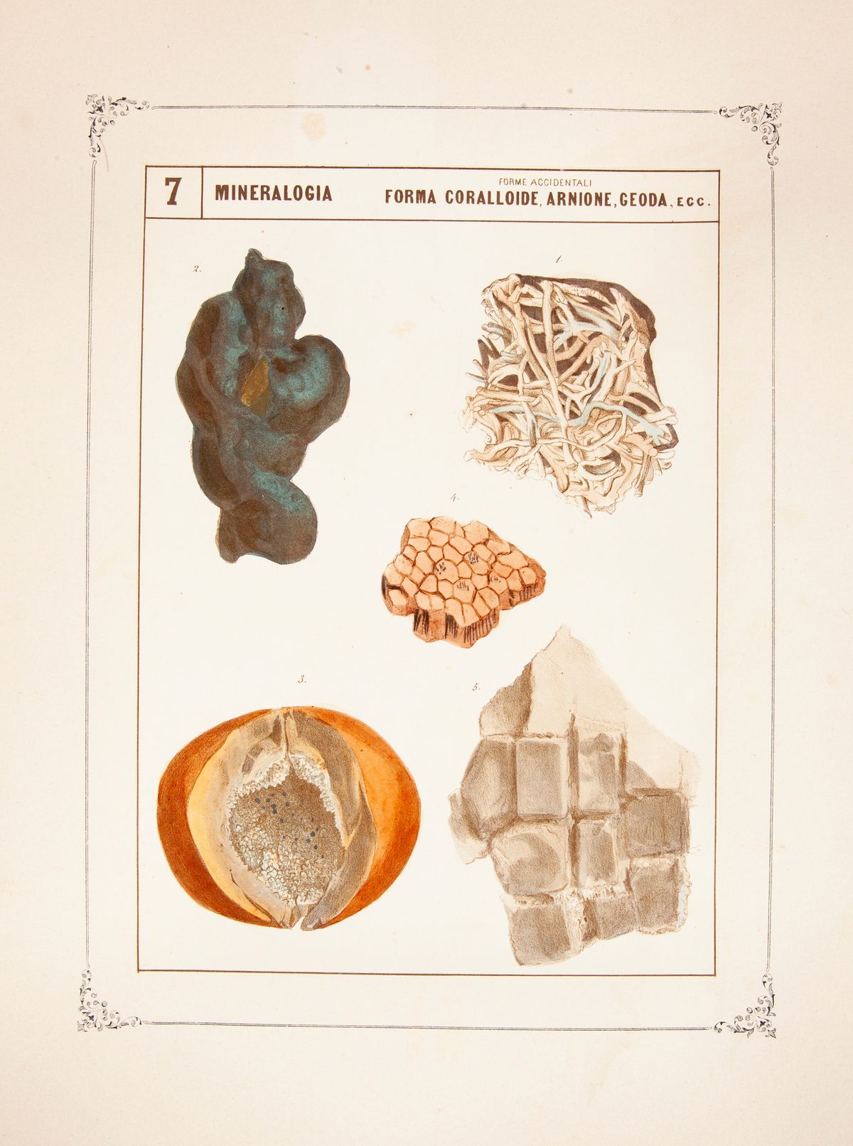 3 Libri Illustrati con Tavole del XIX Secolo: Luigi Bellardi - Quadri Iconografici di Zoologia, P...