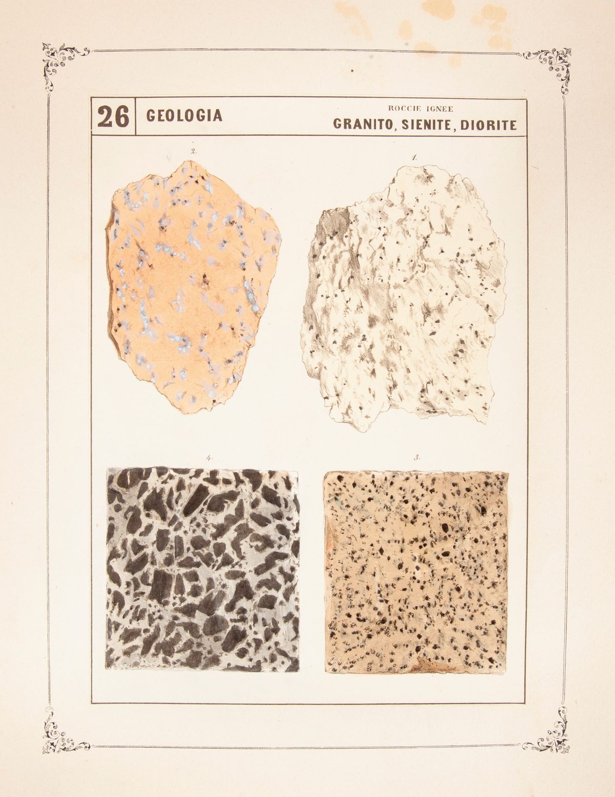 3 Libri Illustrati con Tavole del XIX Secolo: Luigi Bellardi - Quadri Iconografici di Zoologia, P...