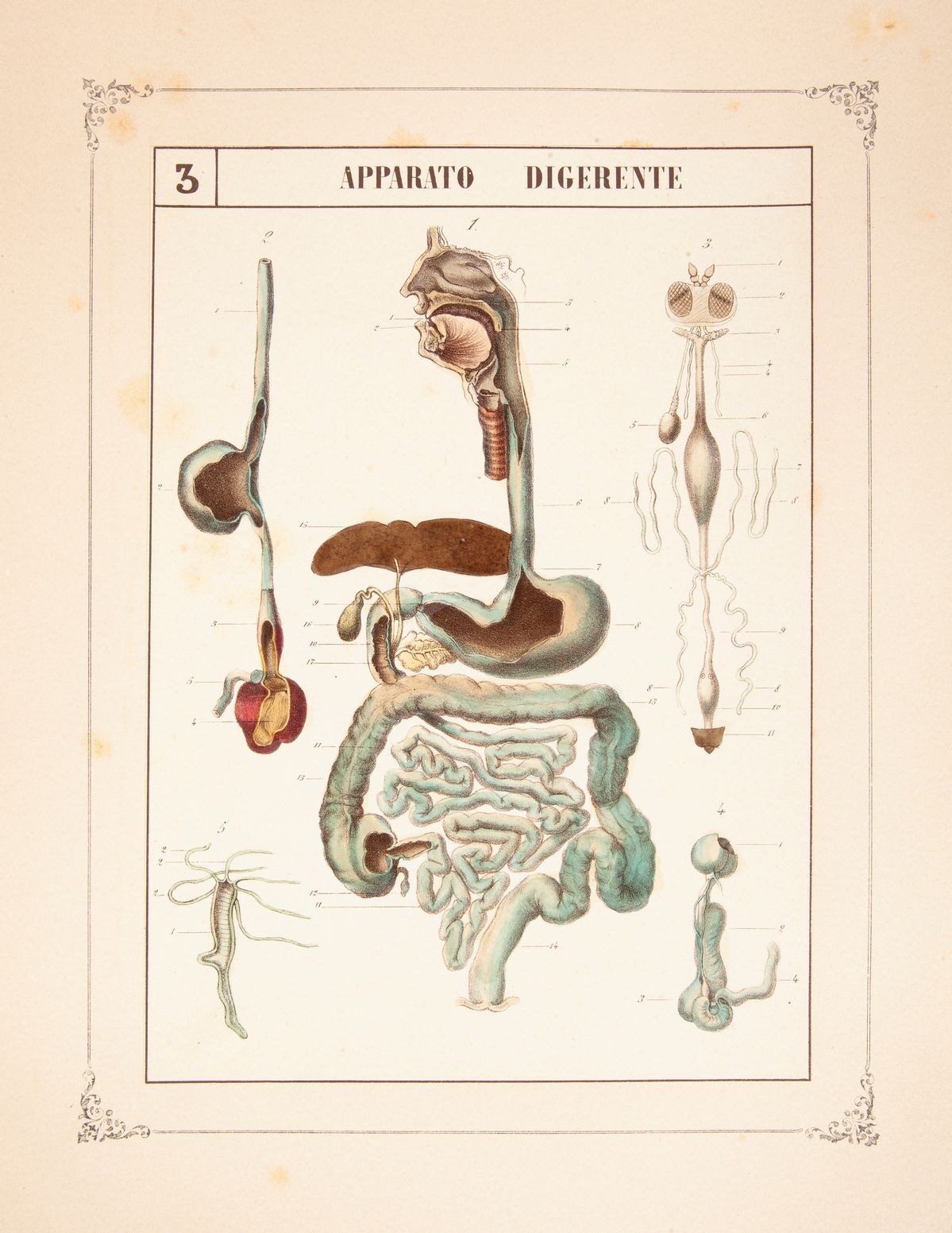 3 Libri Illustrati con Tavole del XIX Secolo: Luigi Bellardi - Quadri Iconografici di Zoologia, P...