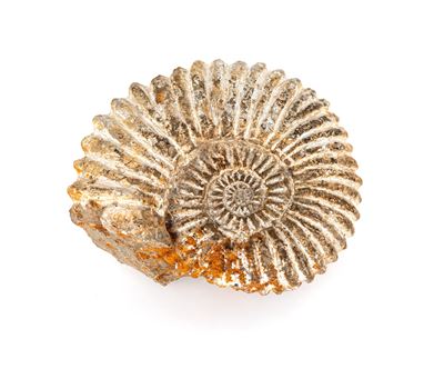 Ammonite Fossile