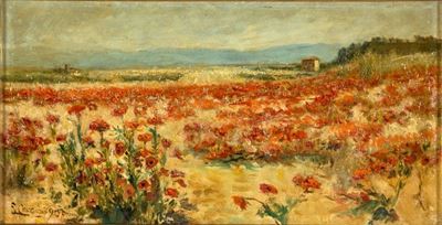 Campo di Papaveri