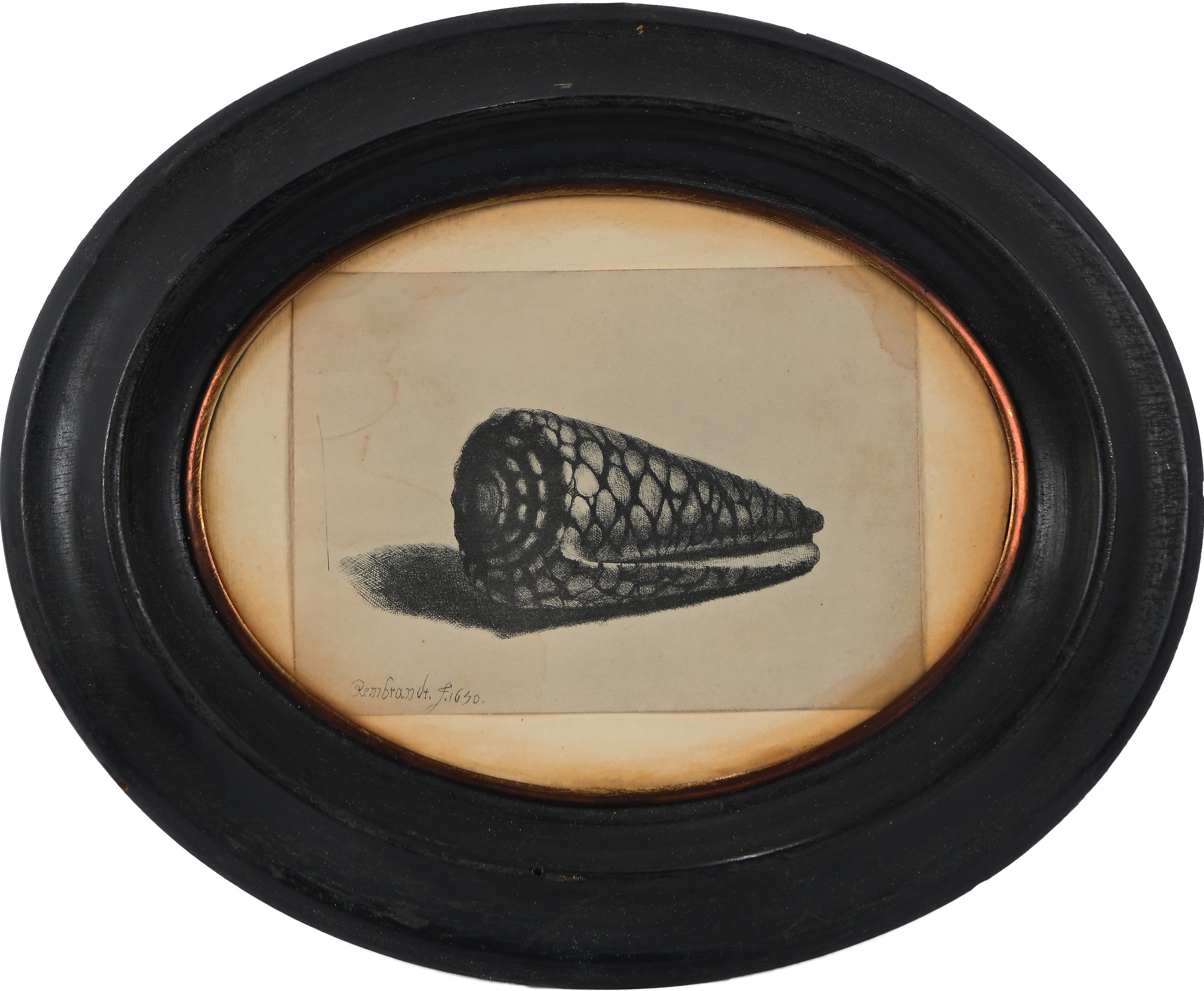 Rembrandt Harmenszoon Van Rijn - La Conchiglia
