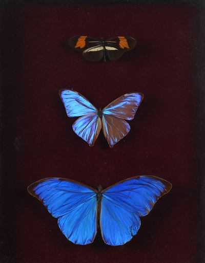 Tre Farfalle Diverse Imbalsamate, Entro Teca