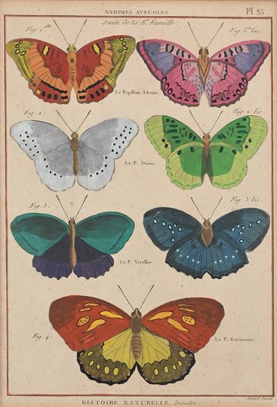 Tre Tavole Raffiguranti Diverse Specie di Farfalle, Prima Metà del XIX Secolo