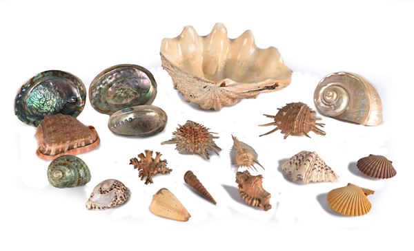 Grande valva di tridacna e collezione di conchiglie mediterranee e tropicali 