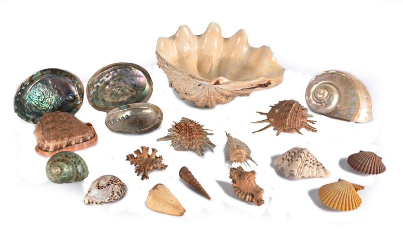 Grande Valva di Tridacna e Collezione di Conchiglie Mediterranee e Tropicali