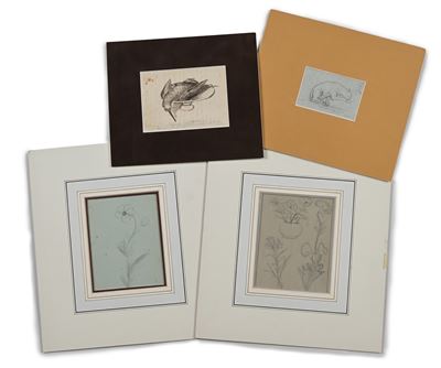 Quattro Disegni: A) Gatto, B) Natura Morta con Uccello; C-D) Due Studi di Fiori