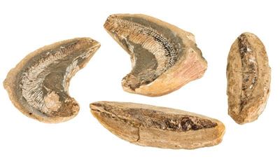 Gruppo di Quattro Fossili