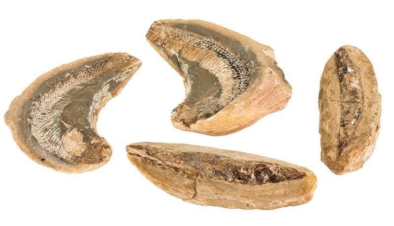 Gruppo di Quattro Fossili