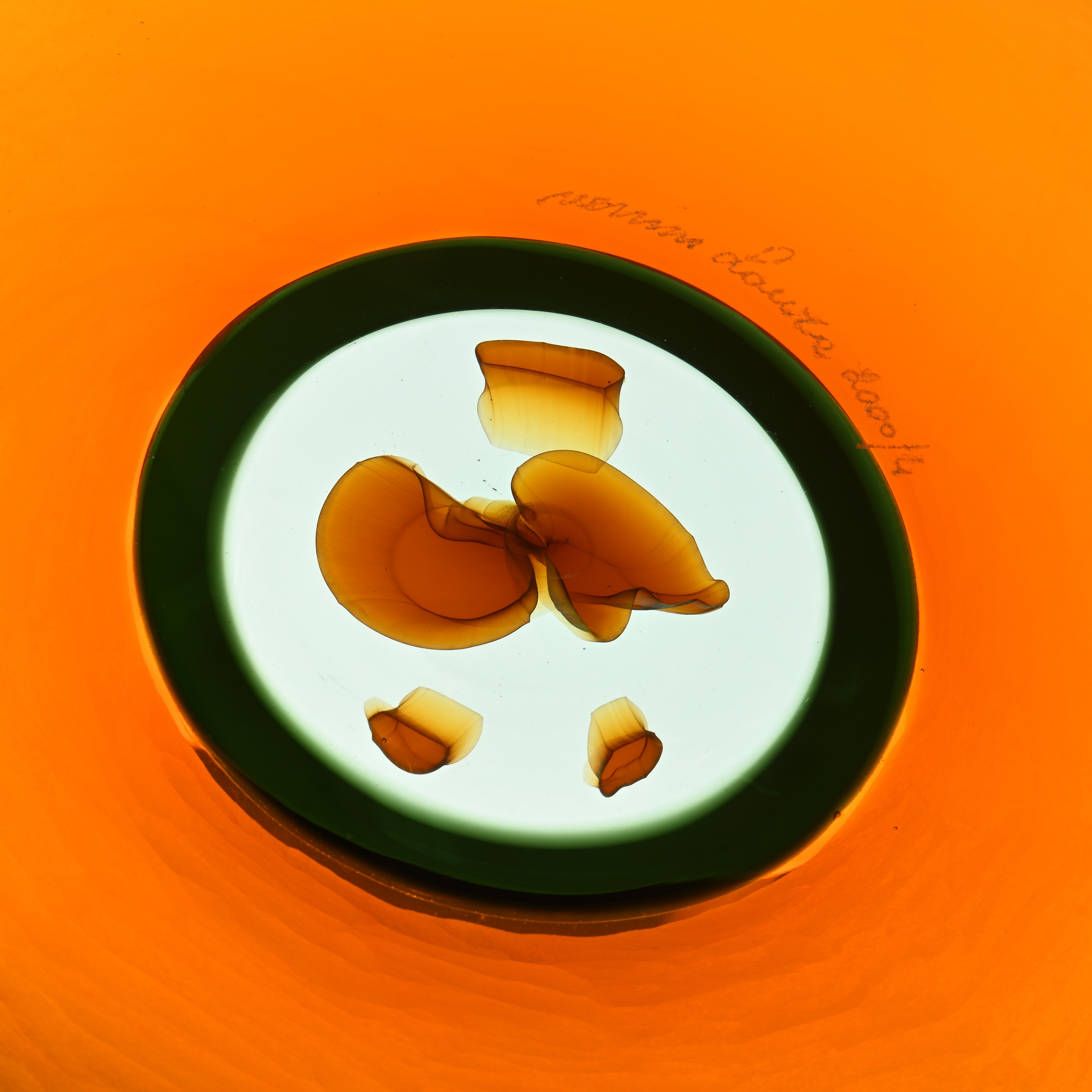 Piatto dalla serie Pianeti per Venini