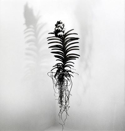 Orchidea Geppi