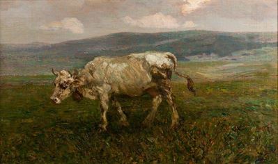 Mucca al Pascolo