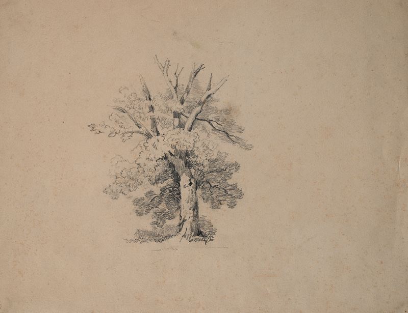 Scuola Italiana del XIX Secolo - Studio di Albero