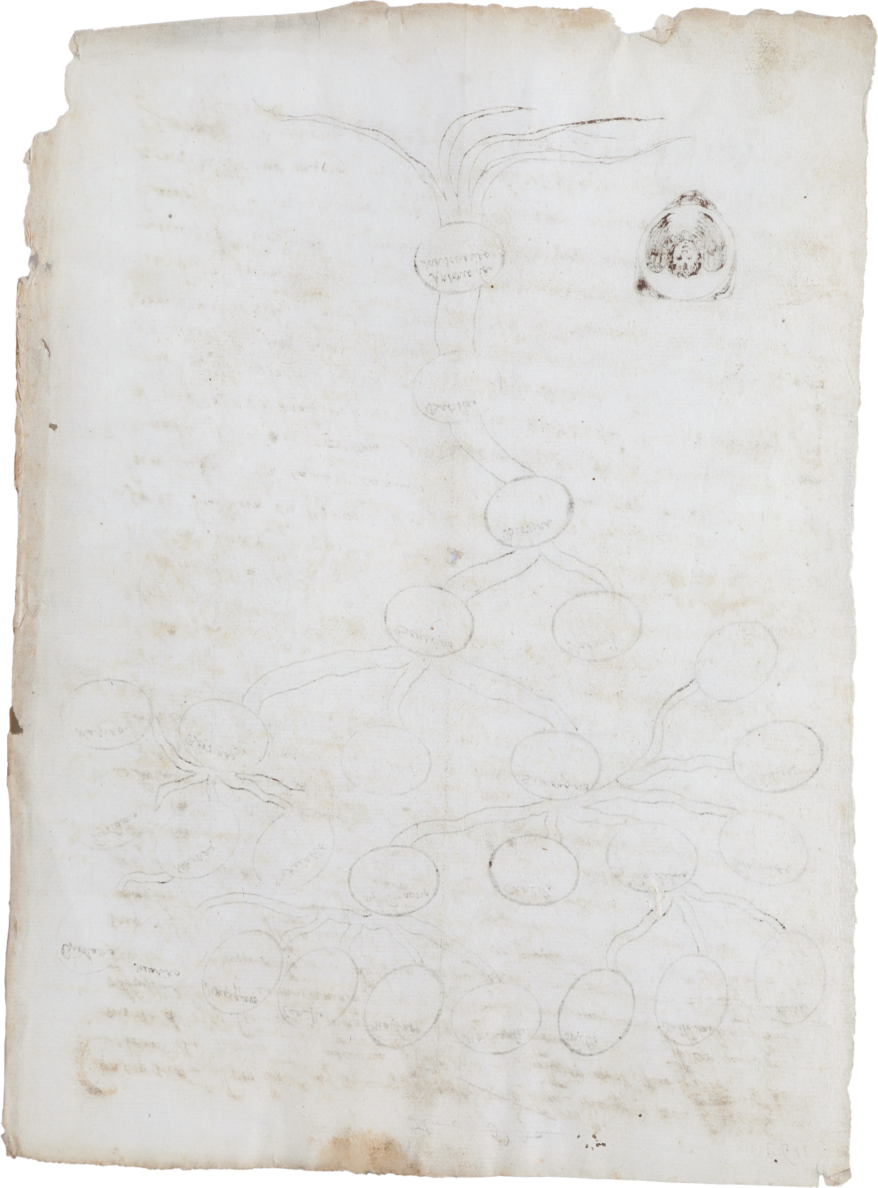 Antonio da Sanseverino, Albero Genealogico